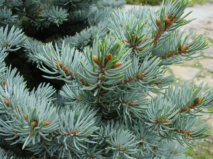 Spruce