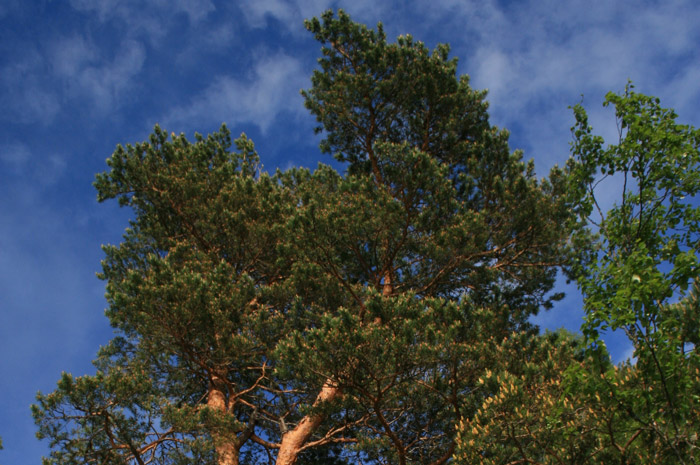 Scots Pine