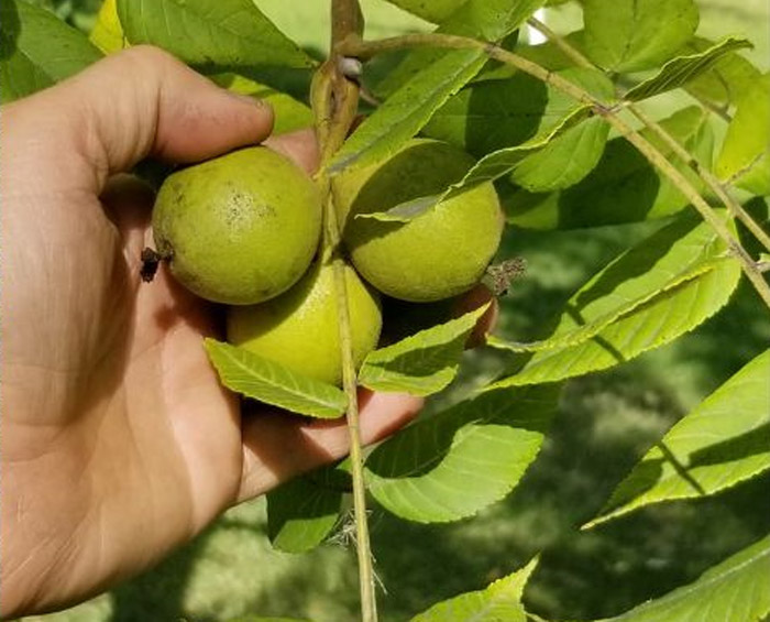 Black Walnut