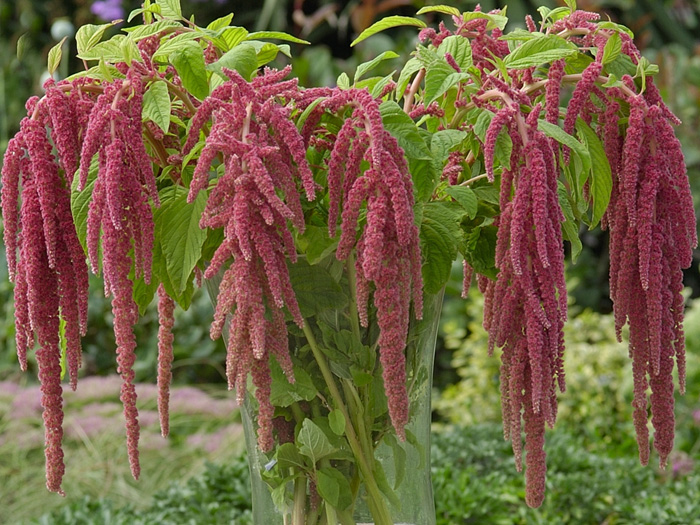 Amaranth