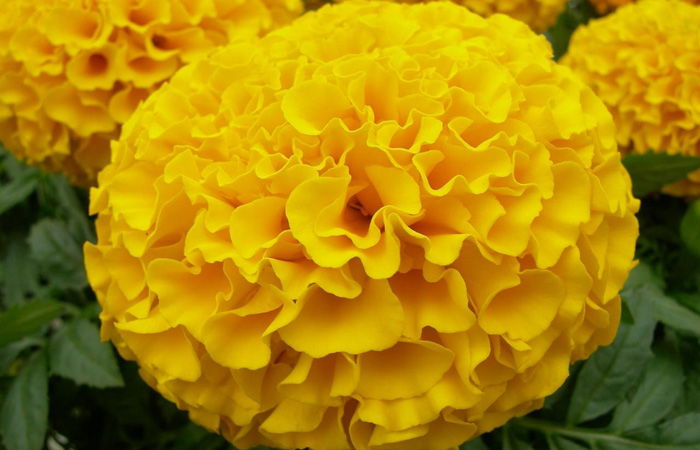 Marigold