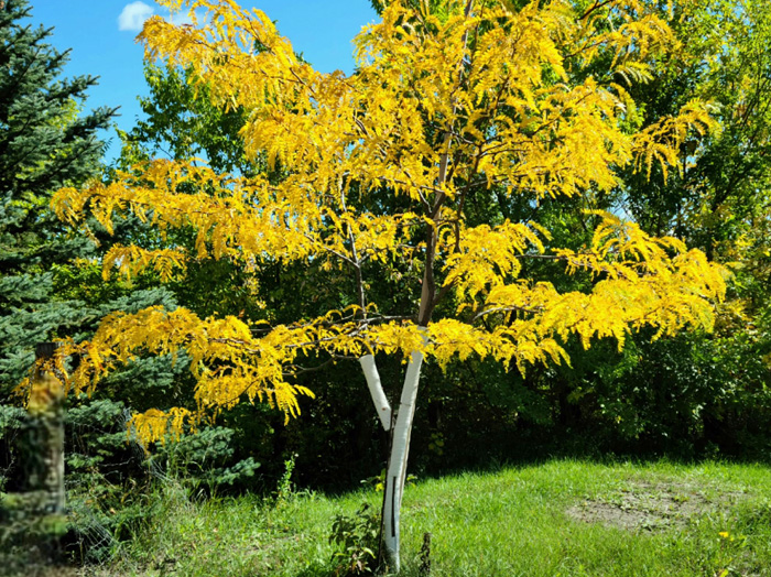 Honey Locust