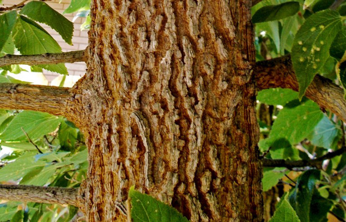 Hackberry tree