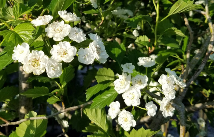 Snowbird Hawthorn