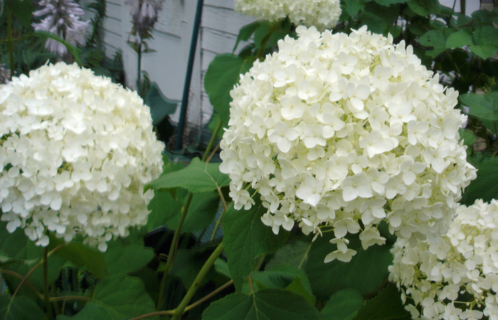 Annabelle Hydrangea