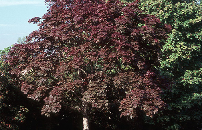 Purple Leaf Norway Maple