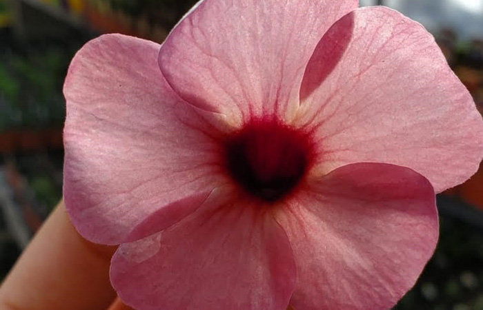 Thunbergia Pink