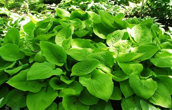 Hosta