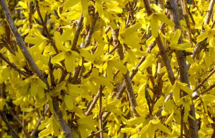 Forsythia