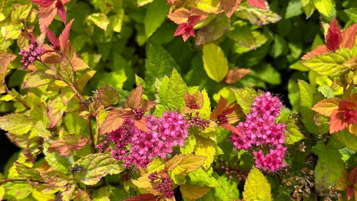 Magic Spirea