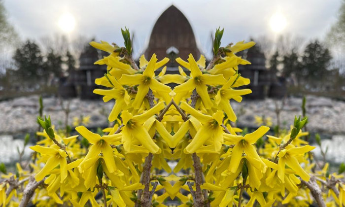 Northern Gold Forsythia