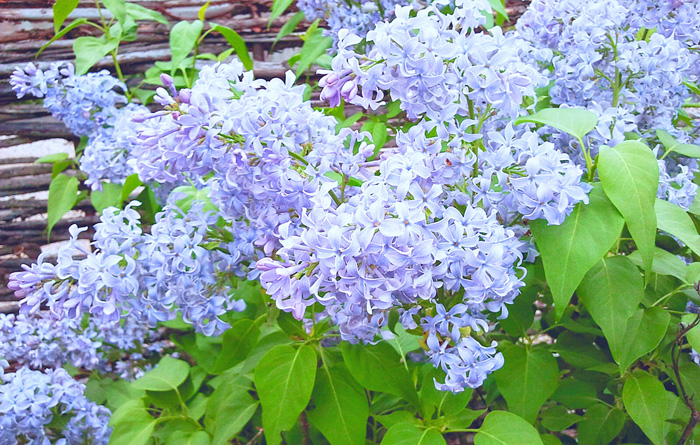 Blue Wonder Lilac