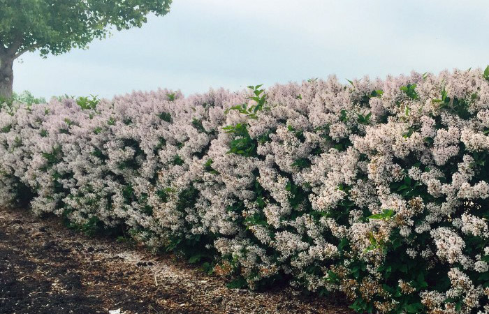 Lilacs