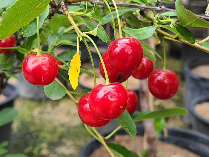 Cherries