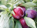 Plums