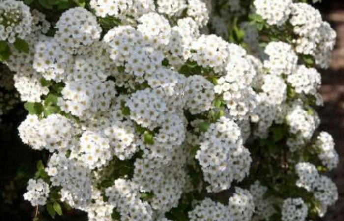 Spirea