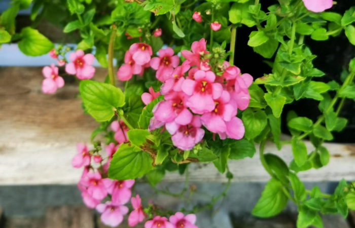 Diascia