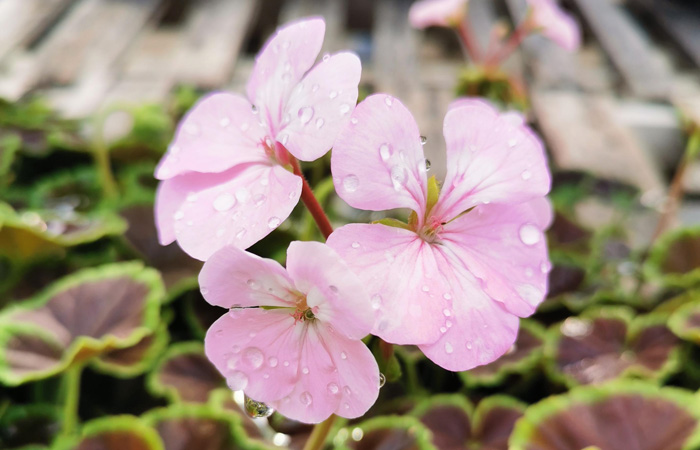 Geraniums