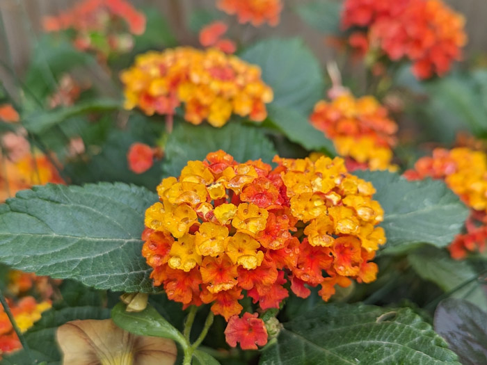 Lantana