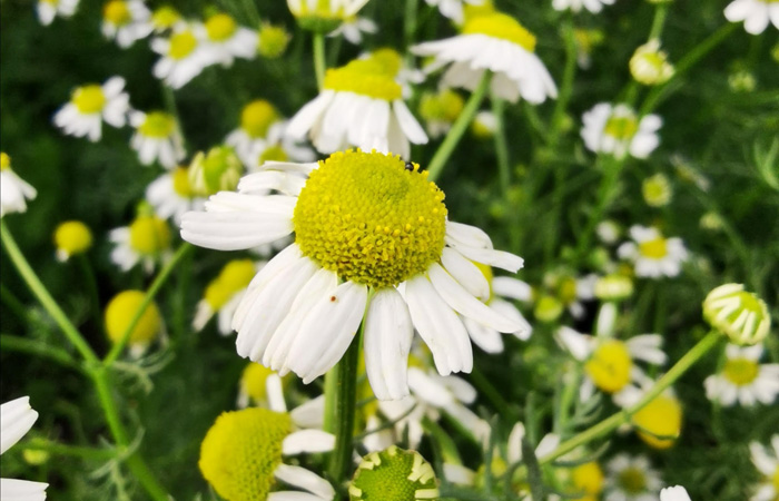 Chamomile