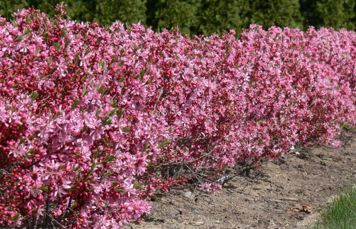 Russian Flowering Almond