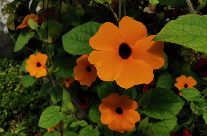 Thunbergia vine