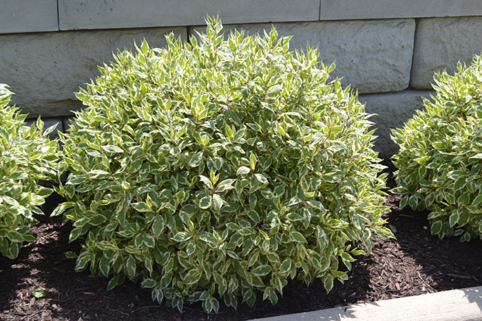 Variegated Siberian Dogwood