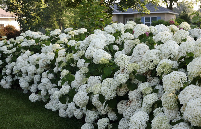 Snowball hydrangea sales