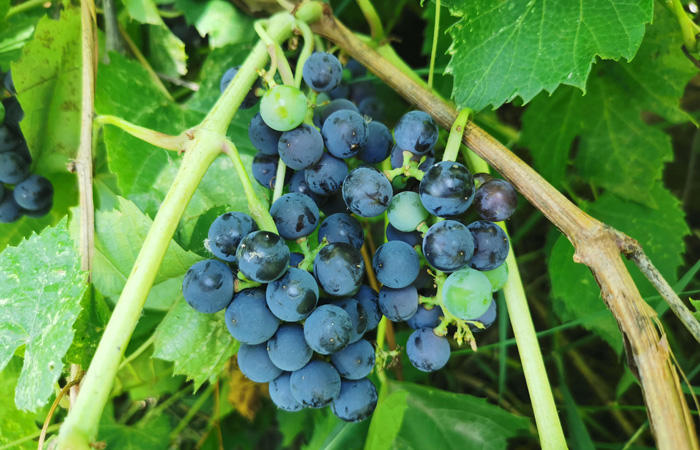 Valiant Grape