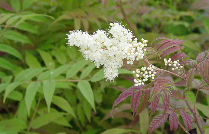 False Spirea