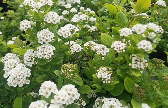 Spirea Lumii