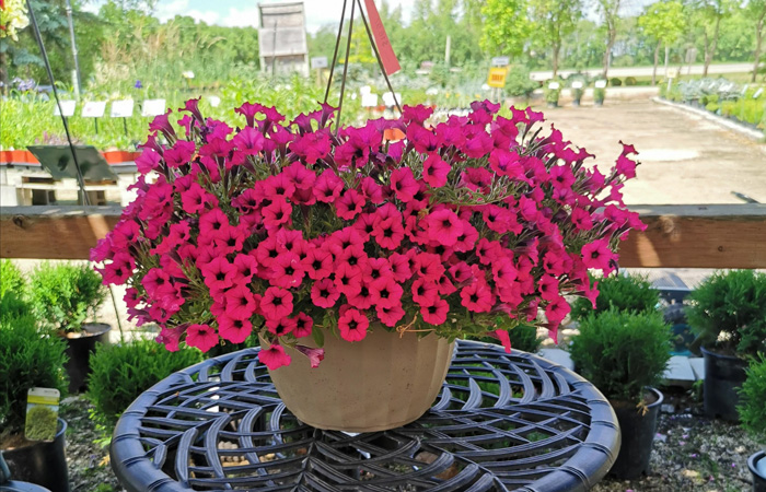 Petunias