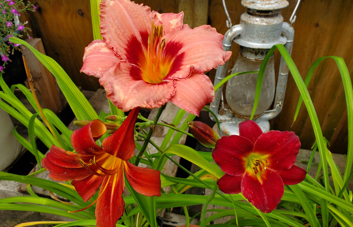 Daylilies