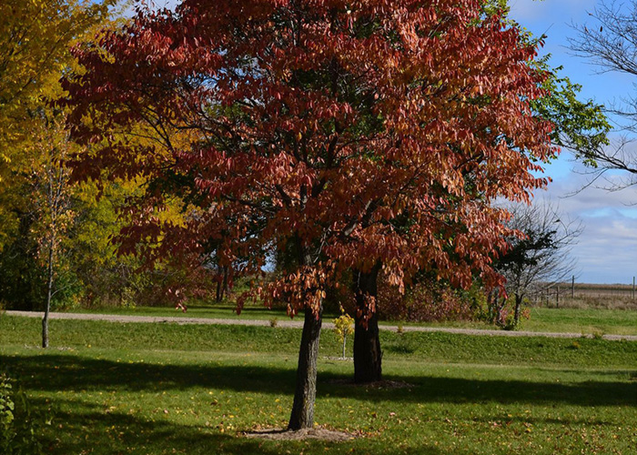 Northern Empress Elm