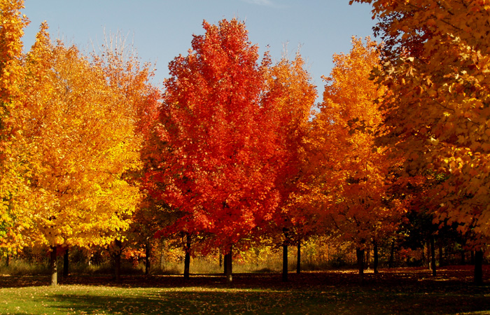 Fall Leaves