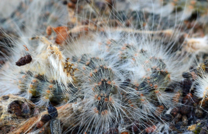 Tent Worms