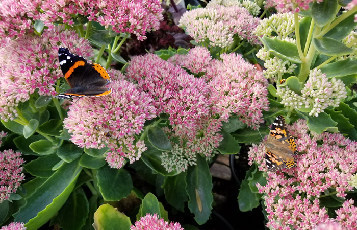 Autumn Joy Sedum