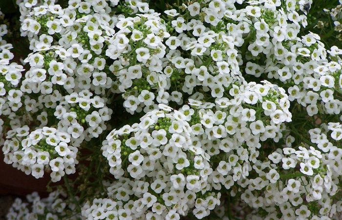 Alyssum