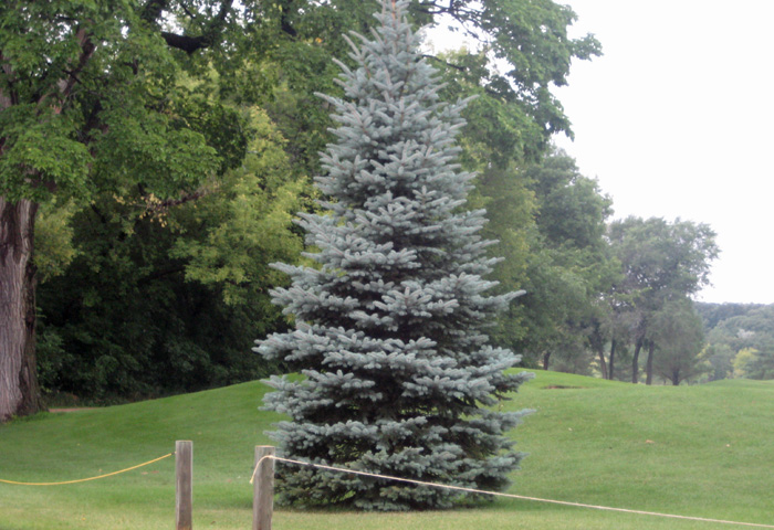 Spruce tree