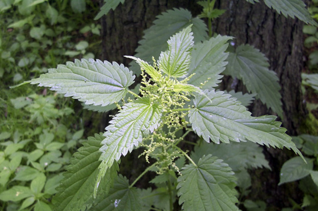 Stinging nettle