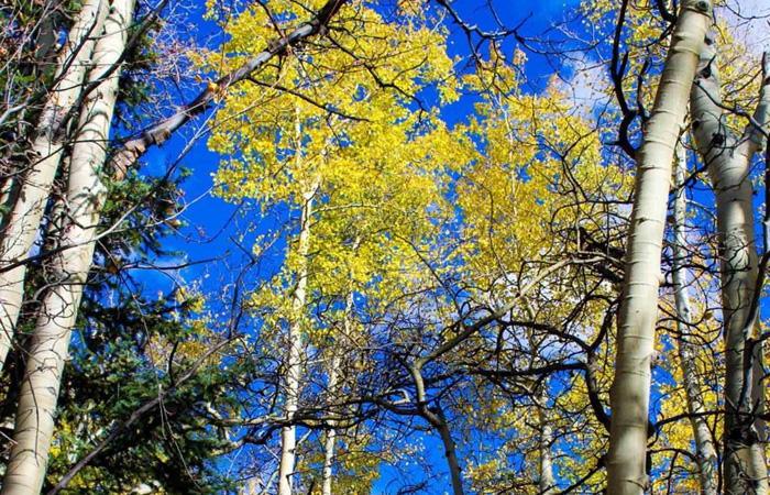 Trees
