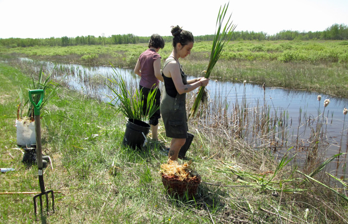 Cattails