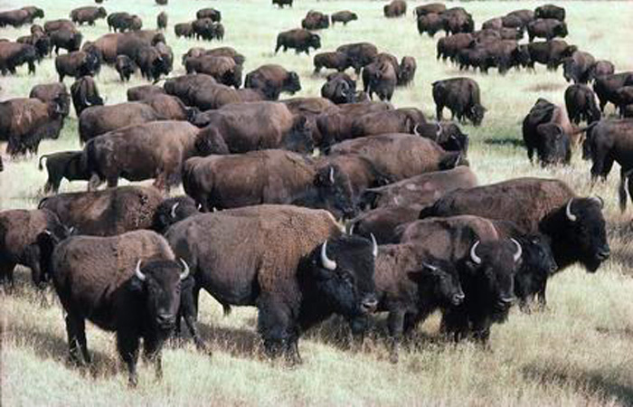 Buffalo