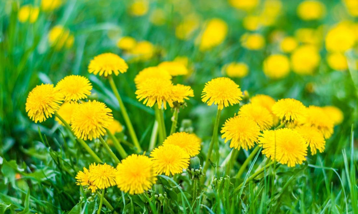 Dandelions