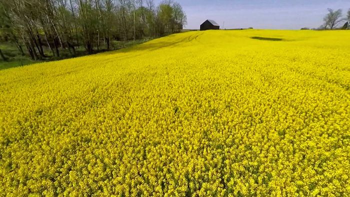 Canola