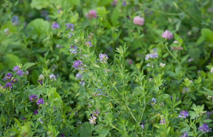 Alfalfa