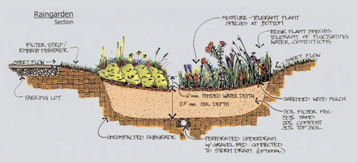 Rain Garden