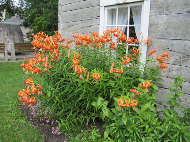 Flower display