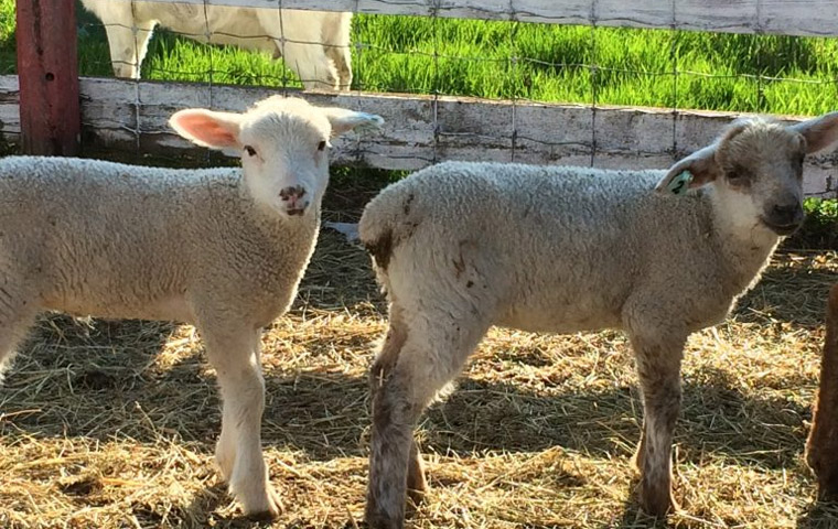Lambs
