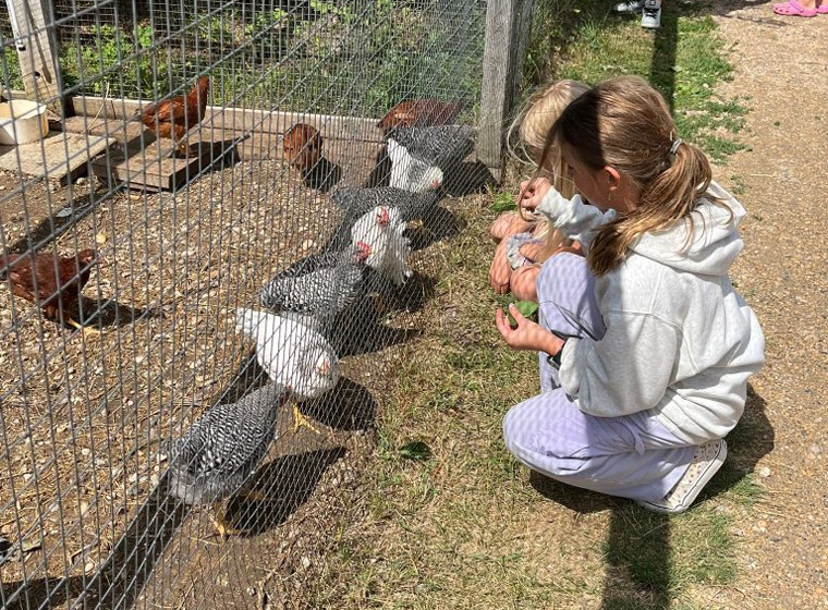 Farm animals